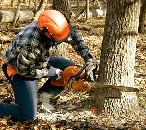 Tree Removal in Long Barn, CA